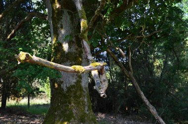 Yazın Heath Tietlinger Heide, Walsrode, Lower Saxony 'de manzara