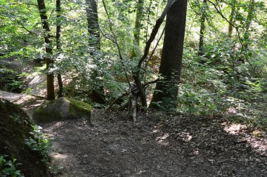 Heath Lueneburger Heide, Walsrode, Aşağı Saksonya