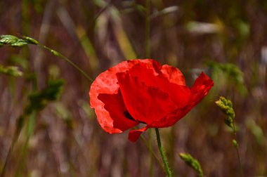 Heath Lueneburger Heide, Aşağı Saksonya 'da İlkbaharda Gelincik Çiçeği