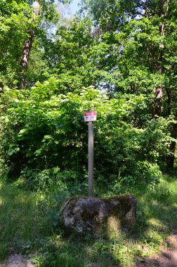 Spring in the Heath Lueneburger Heide, Uetzingen, Lower Saxony