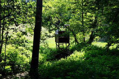 Spring in the Heath Lueneburger Heide, Uetzingen, Lower Saxony
