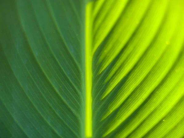 Macro Hoja Luz Del Sol —  Fotos de Stock