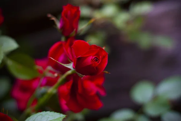 Piękny świeże czerwone róże w przyrodzie. Naturalne podłoże, kwiatostan dużych róż na ogród krzak. — Zdjęcie stockowe