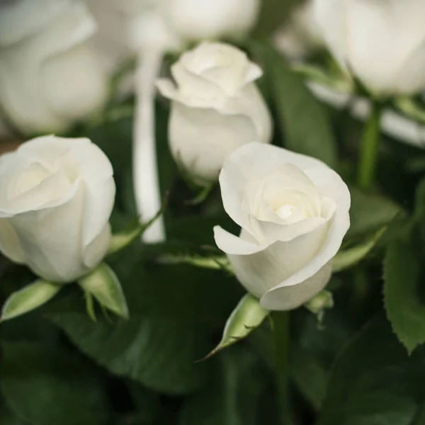 Bukiet Białych Róż Liści Zamknij Się Tło — Zdjęcie stockowe