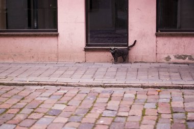 Güzel bir kedi duruyor pembe bir şehir evi, eski bir, peeling boya evde, gri renkli kedi.