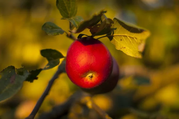 Czerwone jabłko rosnące na gałęzi drzewa, produkt naturalny, ogrodnictwo, przemysł spożywczy naturalne, witaminy — Zdjęcie stockowe