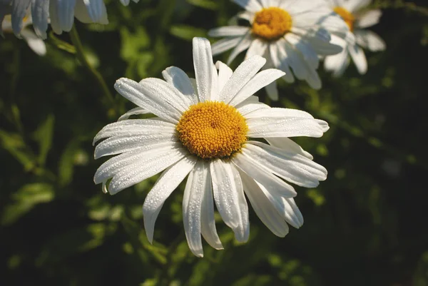 White Daisy. macro de hermosas flores de margaritas blancas — Foto de Stock