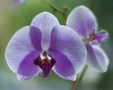 Orkide Çiçek bahçesinde, yaz veya bahar günü kartpostal güzellik ve tarım fikir konsept tasarımı için. Phalaenopsis orkide.