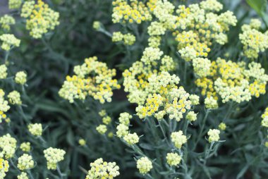 Helichrysum arenarium is also known as the eternal dwarf and as the immortelle, alternative medicine. Background. clipart