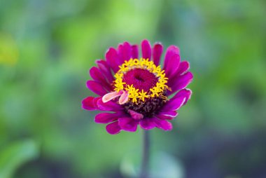 Mor zinnia Çiçek bahçesinde kapatın. Güzel pembe çiçek Zinnia violacea Cav yeşil yaprakları arka plan ile. Zinnia elegans, Zinnia elegans çiçek ortak zinnia veya zarif zinnia 