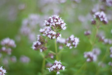 Tarlada yabanna nane. Close. Açık havada, nane çayı. Taze nane.