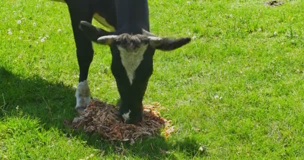 Kuh frisst Futter auf Feld — Stockvideo