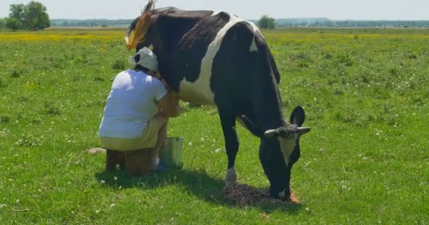 Vaca lechera en un campo verde — Vídeos de Stock