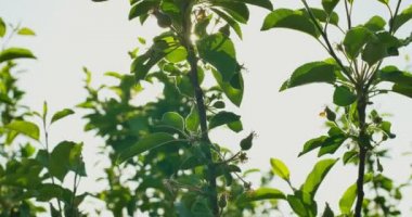 Yeşil bir bush çilek