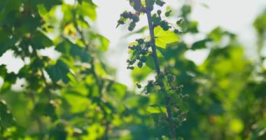 Yeşil bir bush çilek