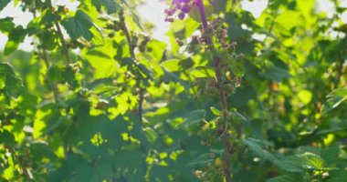 Yeşil bir bush çilek