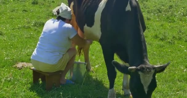Milker milk cow on a green field — Stock Video