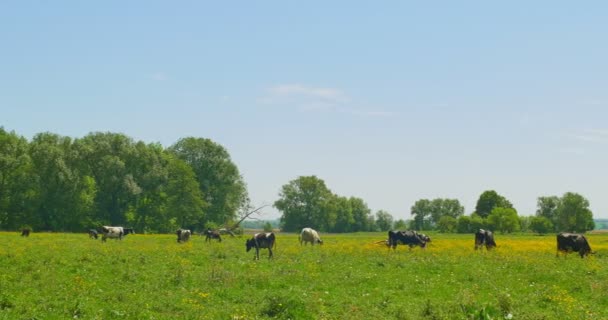 Vacas Pastando Prado Verde — Vídeos de Stock
