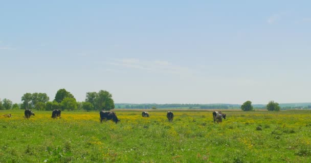 Αγελάδες που βόσκουν σε πράσινο λιβάδι — Αρχείο Βίντεο
