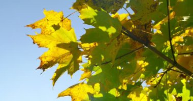 Ağaç dalı sonbahar renkli yapraklarda. Yakın çekim