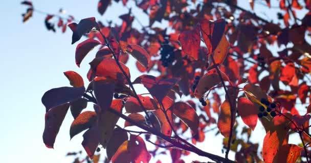 Kolorowych liści jesienią na gałęzi drzewa. Z bliska — Wideo stockowe