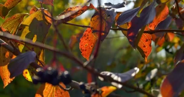 Autunno foglie colorate su ramo d'albero. Primo piano — Video Stock