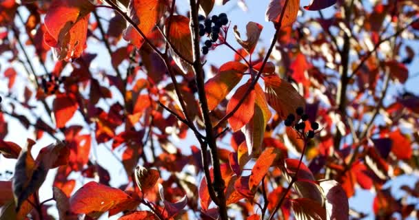 Autumn colorful leaves on tree branch. Close Up — Stock Video