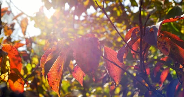 Autunno foglie colorate su ramo d'albero. Primo piano — Video Stock