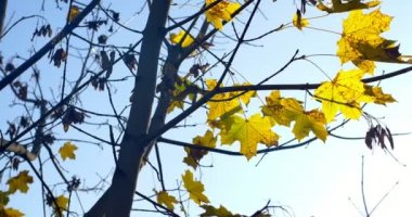 Ağaç dalı sonbahar renkli yapraklarda. Yakın çekim.