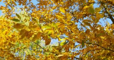 Ağaç dalı sonbahar renkli yapraklarda. Yakın çekim