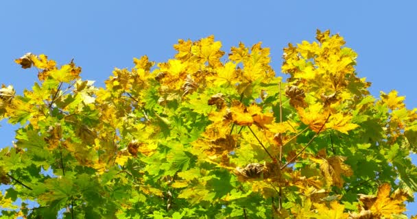 Feuilles colorées d'automne sur branche d'arbre. Gros plan — Video