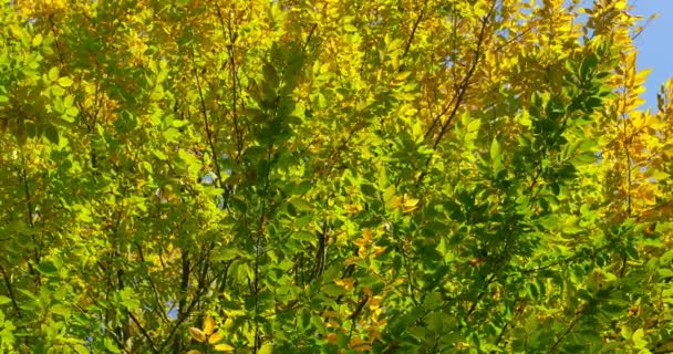 Autunno foglie colorate su ramo d'albero. Primo piano — Video Stock