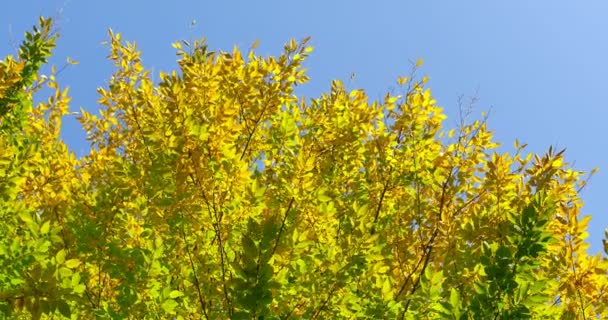 Πολύχρωμο φθινόπωρο φύλλα στο κλαδί δέντρου. Κοντινό πλάνο — Αρχείο Βίντεο