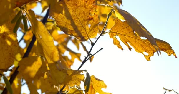 Feuilles colorées d'automne sur branche d'arbre. Gros plan 