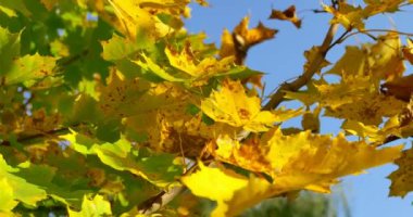 Ağaç dalı sonbahar renkli yapraklarda. Yakın çekim