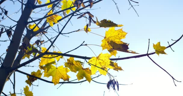 Herbst bunte Blätter auf Ästen. Nahaufnahme — Stockvideo