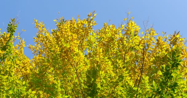 Feuilles colorées d'automne sur branche d'arbre. Gros plan — Video