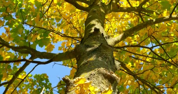 Panning βολή των δέντρων το φθινόπωρο. Κίτρινα φύλλα στα κλαδιά — Αρχείο Βίντεο