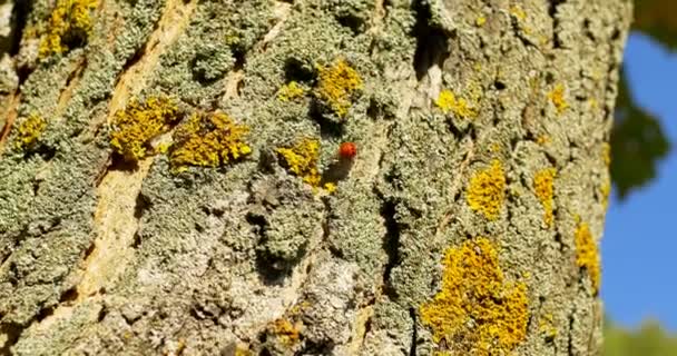 Mariquita en la corteza de un árbol en otoño — Vídeos de Stock