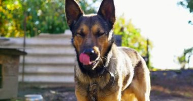 Bir zincir bahçedeki köpek. Köpek homestead koruyan Köyü