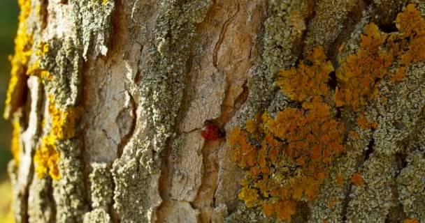 Mariquita en la corteza de un árbol en otoño — Vídeo de stock