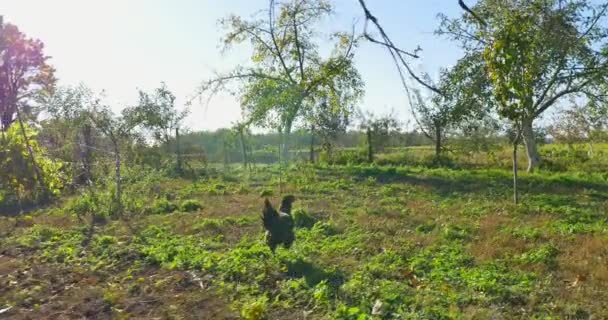 Persiguiendo pollo al aire libre. Correr seguir — Vídeos de Stock