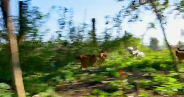 Persiguiendo pollo al aire libre. Correr seguir — Vídeo de stock