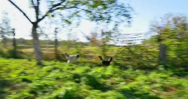 Hühner im Freien jagen. Laufen folgt — Stockvideo