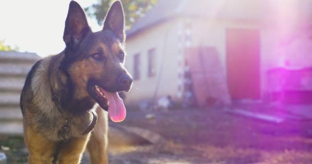 庭に鎖で犬。家屋敷を守っている村の犬 — ストック動画