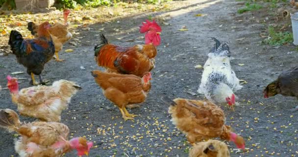 A group of free range chickens eating grain and corn