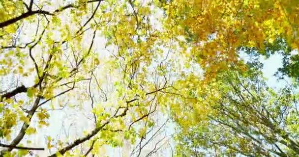 Outono folhas coloridas no galho da árvore. Vista superior das árvores, câmera em movimento. Fechar — Vídeo de Stock