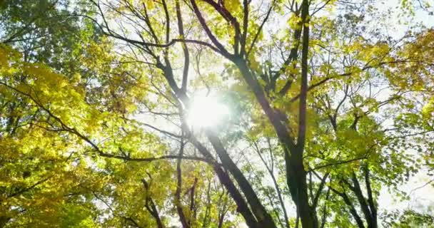Feuilles colorées d'automne sur branche d'arbre. Vue de dessus des arbres, caméra mobile. Gros plan — Video