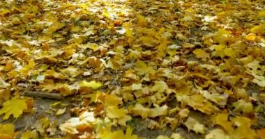 Ormanda düşen yapraklar üzerinde kayar üstten görünüm