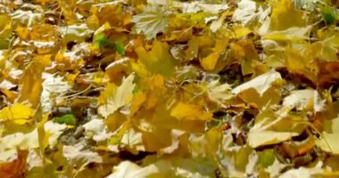 Ormanda düşen yapraklar üzerinde kayar üstten görünüm